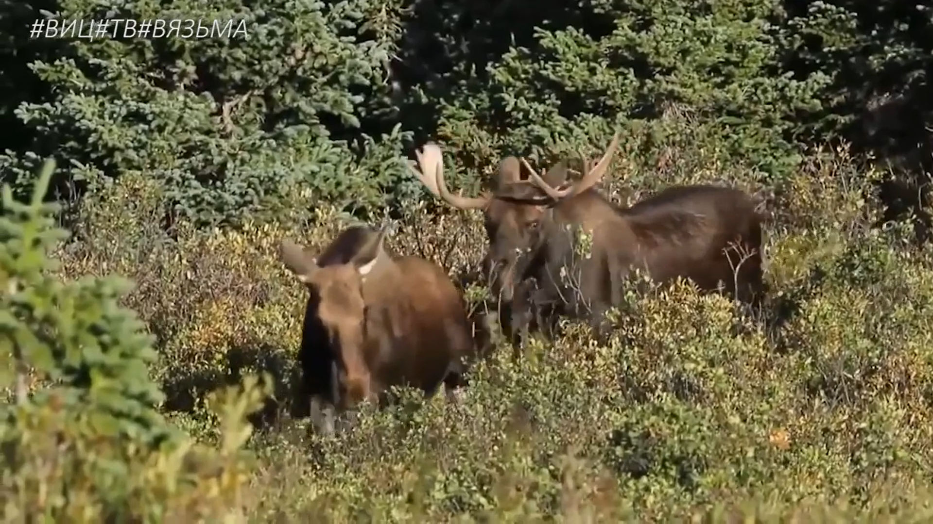 На дороге дикие животные. 2020