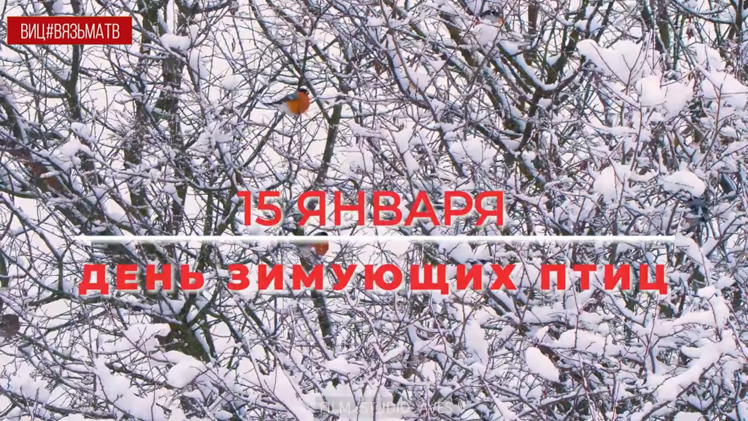 День зимующих птиц